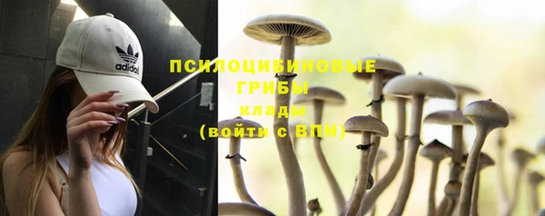 гашик Белокуриха